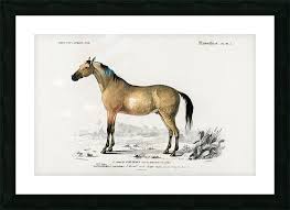 Attēlu rezultāti vaicājumam “Equus ferus caballus”