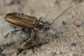 Attēlu rezultāti vaicājumam “Donacia clavipes”