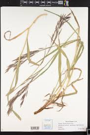 Attēlu rezultāti vaicājumam “Bromopsis inermis fruit”