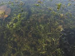 Attēlu rezultāti vaicājumam “Najas tenuissima leaf”