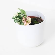 Attēlu rezultāti vaicājumam “Conardia compacta”