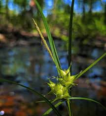 Attēlu rezultāti vaicājumam “Carex sylvatica fruit”