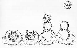 Attēlu rezultāti vaicājumam “Sphaerobolus stellatus”