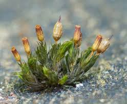 Attēlu rezultāti vaicājumam “Orthotrichum anomalum”