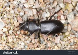 Attēlu rezultāti vaicājumam “Broscus cephalotes”