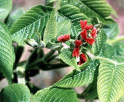 Attēlu rezultāti vaicājumam “Juglans cinerea flower”