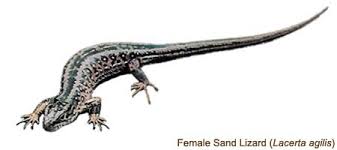 Attēlu rezultāti vaicājumam “Lacerta agilis female”