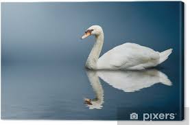 Attēlu rezultāti vaicājumam “Cygnus olor”