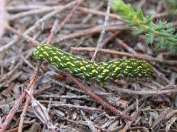 Attēlu rezultāti vaicājumam “Anarta myrtilli larva”