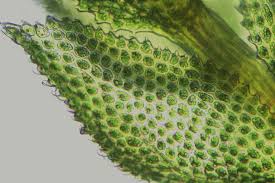 Attēlu rezultāti vaicājumam “Thuidium”