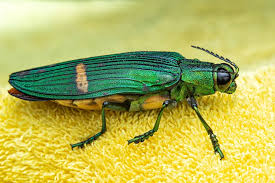 Attēlu rezultāti vaicājumam “Buprestidae”