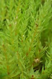 Attēlu rezultāti vaicājumam “Pohlia”