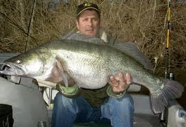 Image result for Sander lucioperca