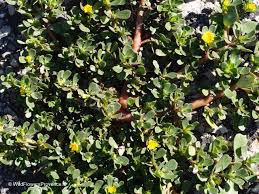 Attēlu rezultāti vaicājumam “Portulaca oleracea leaf”