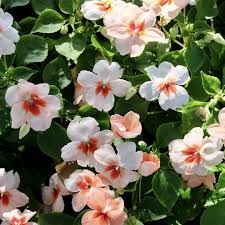 Image result for Impatiens walleriana