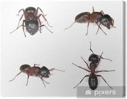 Attēlu rezultāti vaicājumam “Camponotus herculeanus”