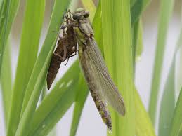 Attēlu rezultāti vaicājumam “Gomphus vulgatissimus”