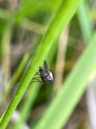 Attēlu rezultāti vaicājumam “Muscidae”