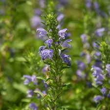 Image result for Dracocephalum moldavicum