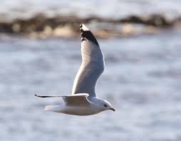 Attēlu rezultāti vaicājumam “Larus canus adult”