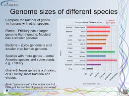 Image result for genome sizes
