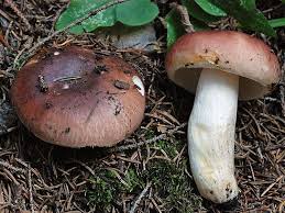Attēlu rezultāti vaicājumam “Russula vesca”