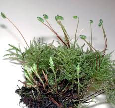 Attēlu rezultāti vaicājumam “Acrocarpous mosses”