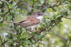 Attēlu rezultāti vaicājumam “Sylvia communis”