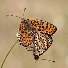 Attēlu rezultāti vaicājumam “Melitaea didyma male”