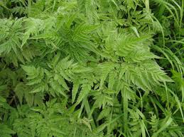 Image result for Chaerophyllum aureum