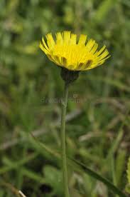 Attēlu rezultāti vaicājumam “Pilosella officinarum flower”
