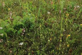 Attēlu rezultāti vaicājumam “Betula pubescens flower”