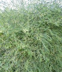 Attēlu rezultāti vaicājumam “Asparagus officinalis”