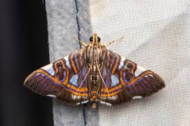 Attēlu rezultāti vaicājumam “Craniophora ligustri larva”