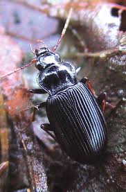 Attēlu rezultāti vaicājumam “Nebria livida”