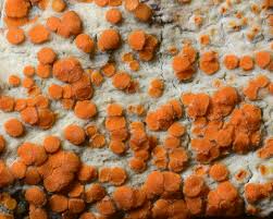 Attēlu rezultāti vaicājumam “Caloplaca scopularis”