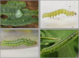 Attēlu rezultāti vaicājumam “Lacanobia oleracea”