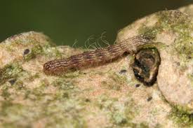 Attēlu rezultāti vaicājumam “Parascotia fuliginaria”