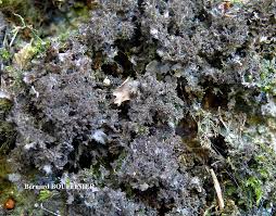 Attēlu rezultāti vaicājumam “Leptogium lichenoides”