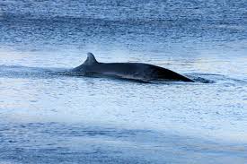 Image result for Balaenoptera borealis