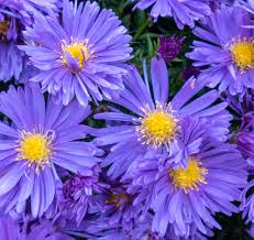 Image result for Aster alpinus