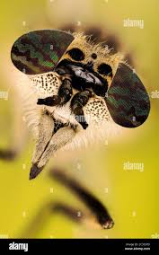 Attēlu rezultāti vaicājumam “Haematopota sp.”