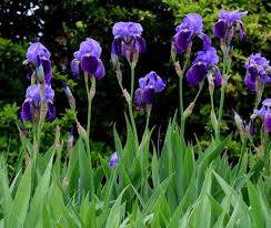 Image result for Iris