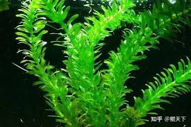 「水蘊草」的圖片搜尋結果