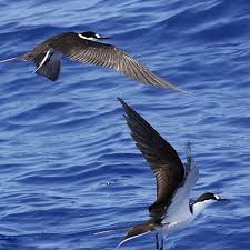 Image result for Onychoprion fuscatus