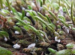 Attēlu rezultāti vaicājumam “Octospora splachnophila spores”