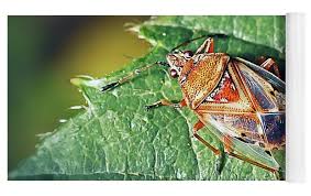 Attēlu rezultāti vaicājumam “Kleidocerys resedae”