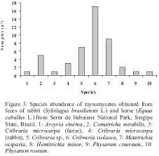 Attēlu rezultāti vaicājumam “Cribraria microcarpa spores”