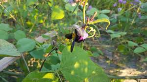 Attēlu rezultāti vaicājumam “Leguminosae”
