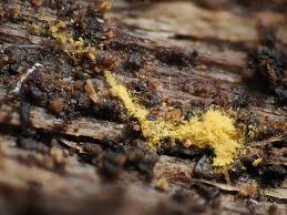 Attēlu rezultāti vaicājumam “Perichaena corticalis”